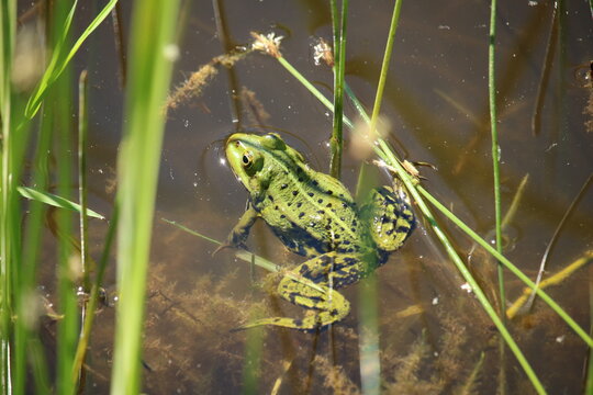 Small frog on the surface of a small reed-covered forest pond