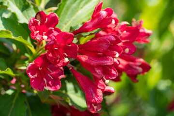 Obraz premium Weigela, Weigela florida