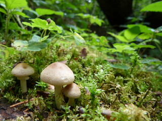 Pilze im Wald