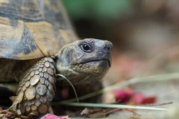 portrait of a twenty year old greek tortoise