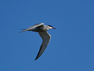 Fototapeta na wymiar Common tern (Sterna hirundo) in its natural enviroment