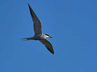 Common tern (Sterna hirundo) in its natural enviroment