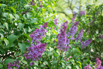 Beautiful branch of lilac flowers with with blurred textured green leaves background in spring