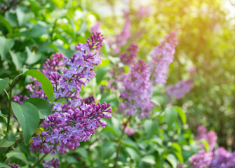 Beautiful branch of lilac flowers with with blurred textured green leaves background in spring