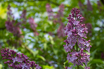 Beautiful branch of lilac flowers with with blurred textured green leaves background in spring