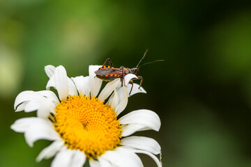 Red beetle on a camomile. Macro photo. Red bug on white daisy petals. Red beetle with black spots close-up. White petals and yellow stamens of a camomile. Green background