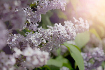Beautiful branch of lilac flowers with with blurred textured green leaves background in spring