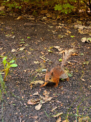 squirrel in the forest