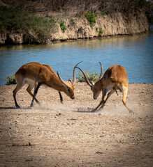 deer on the beach