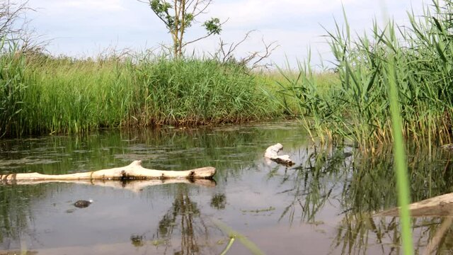 Marsh Land, Body Of Water With Some Loga In and Reeds On the Side 