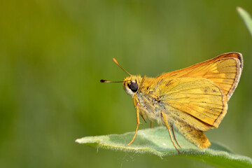 Fototapeta na wymiar A large skipper butterfly, Ochlodes sylvanus. Beautiful butterfly on a green leaf. Place for text.