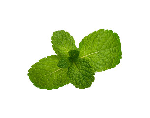Naklejka na ściany i meble Close up fresh green mint leaves on white