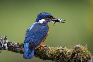 Male kingfisher fishing from a mossy branch to feed chicks in nest