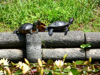 ミシシッピーアカミミガメ