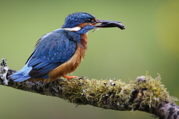 Male kingfisher fishing from a mossy branch to feed chicks in nest
