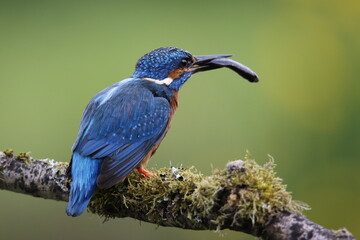 Male kingfisher fishing from a mossy branch to feed chicks in nest