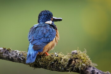 Male kingfisher fishing from a mossy branch to feed chicks in nest