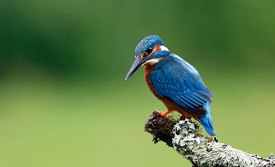 Male kingfisher fishing from a mossy branch to feed chicks in nest