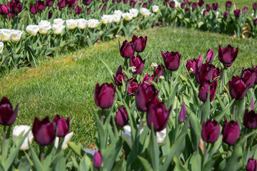 Flowering colorful tulips in the garden, beauty of spring flowers