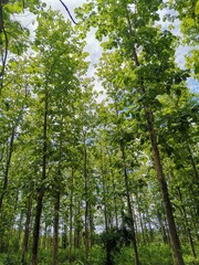 Fototapeta premium trees in the forest