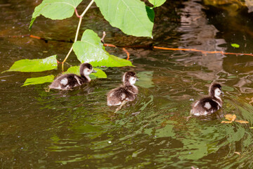 Small egyptian geese swimming in lake
