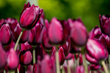 Flowering colorful tulips in the garden, beauty of spring flowers