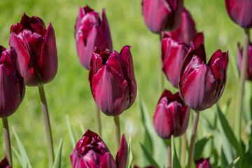 Flowering colorful tulips in the garden, beauty of spring flowers