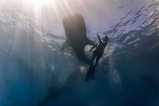 Young woman in a sexy swimwear swims with whalesharks. Whaleshark watching is a famous tourist attraction in Oslob, Cebu, Philippines.