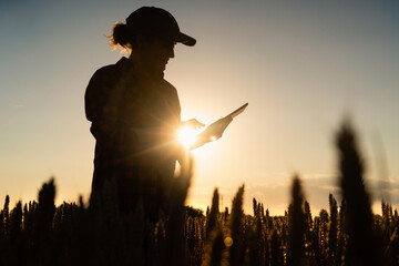 Silhouette of a woman farmer with a digital tablet in a wheat field. Smart farming and precision...