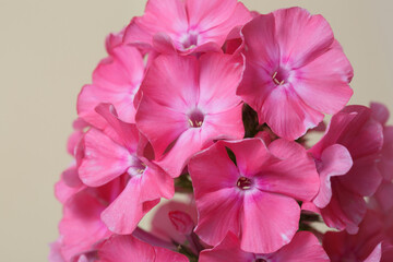 Inflorescence of pink phlox. Isolated on a beige background.