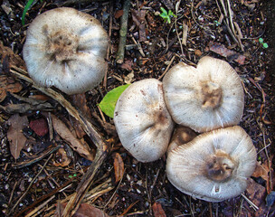 Mushrooms on soil