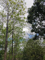 trees in the woods