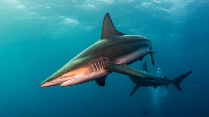 
Black-tipped shark watching closely the diver, Aliwal Shoal, South Africa