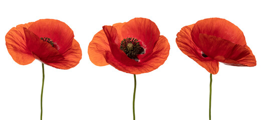 Obraz premium Wild red poppies in a row. Isolated on white background. Front view. Full depth of field. With clipping path.