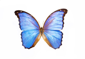 Obraz na płótnie Canvas Beautiful butterfly specimen on white background