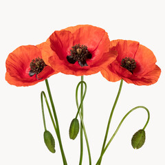 Wild red poppies. Isolated on white background. Front view. Full depth of field. With clipping path.