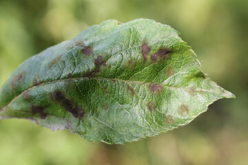 Apple scab caused by Venturia inaequalis on green apple leaf - 360892358