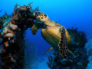 The turtle likes to eat in the coral while it flies. Sipadan island (Malaysia)