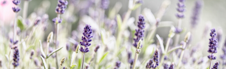 Lavendel Wiese im Licht