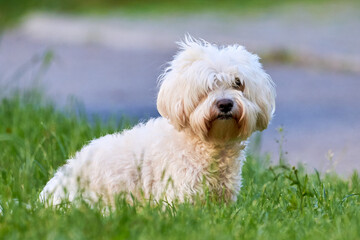 Bichon frise, beautiful white dog in the grass	