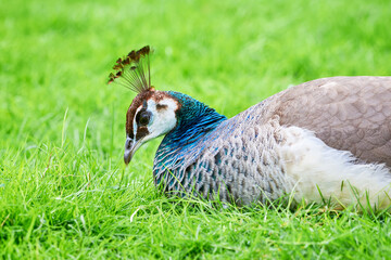 Indian peafowl closeup (Pavo cristatus)