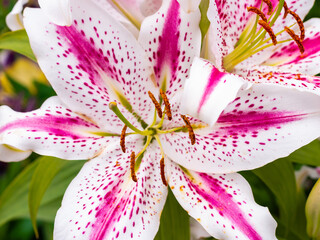 White lily in the garden