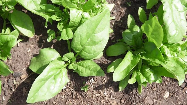 Spinach growing in garden. Fresh natural leaves of spinach growing Bio spanach.