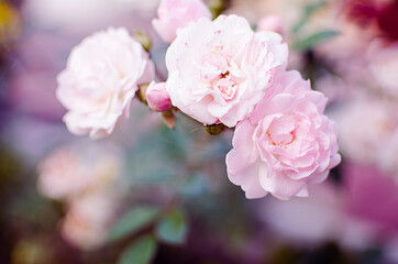 Beautiful fresh roses grow outdoors in the summer