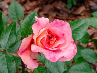 Rose cultivation in the garden