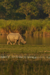 A single horn rhino grazing on grass in the wet lands of Assam India on 6 December 2016