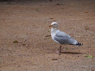 seagull in park