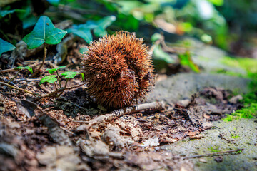 Chestnut shell on the ground with the background out of focus. Forest fruits concept