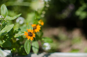 sunflowers grow outdoors in summer