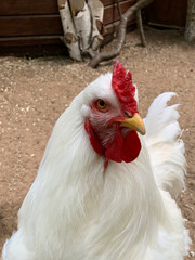 white rooster on a farm